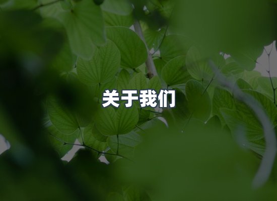 关于我们